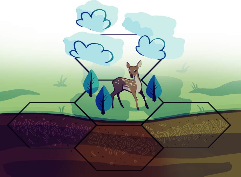 Nitrogen Cycle Game